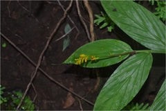 Globba ophioglossa